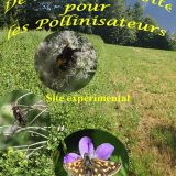 De la biodiversité pour les pollinisateurs