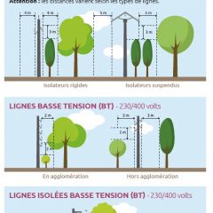 Élagage des arbres en bordure de ligne électrique
