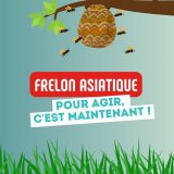 Frelon asiatique : pour agir, c&rsquo;est maintenant !