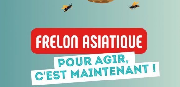 Frelon asiatique : pour agir, c&rsquo;est maintenant !